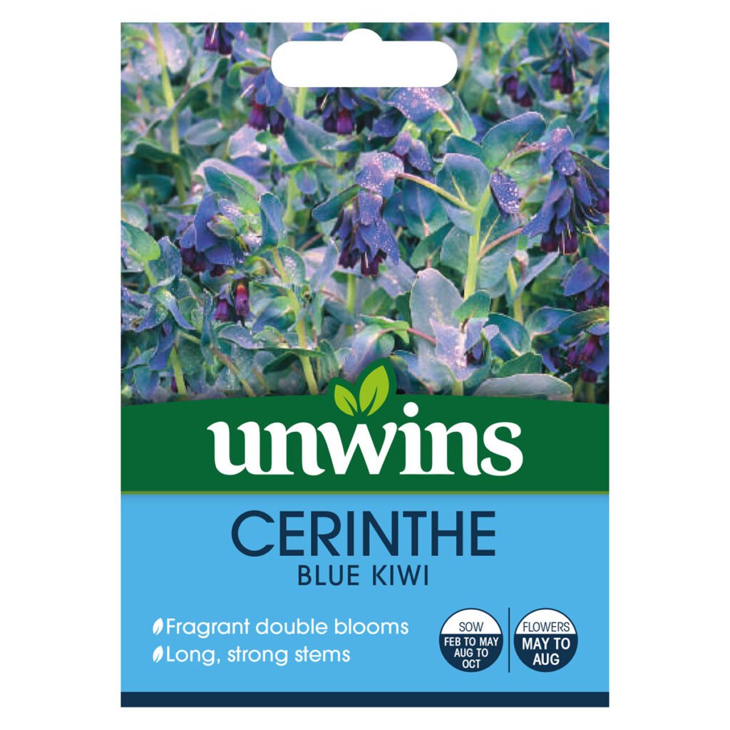 Unwins Cerinthe Blue Kiwi Seeds 5051618030984 2